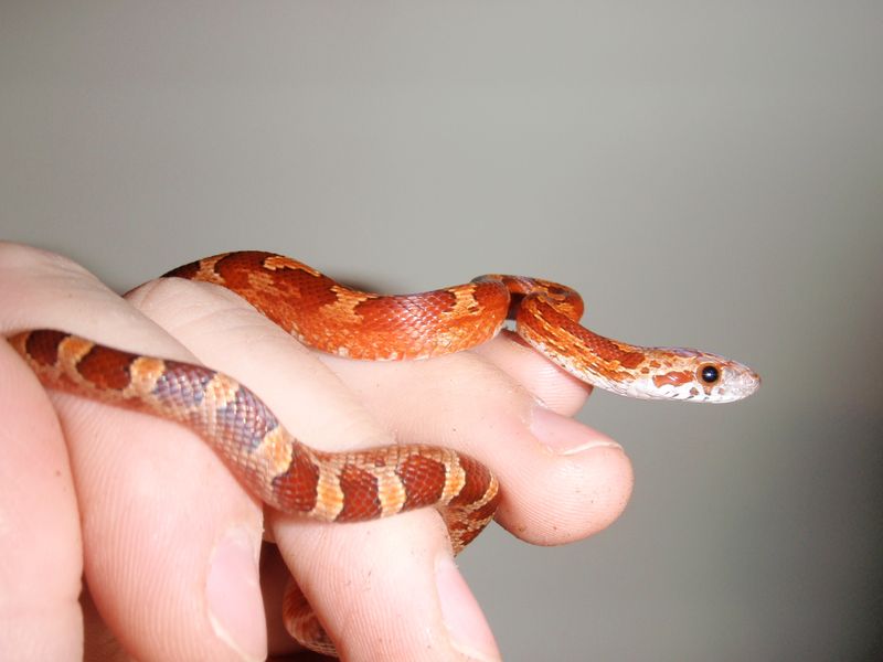 Virginia Red Corn Snake