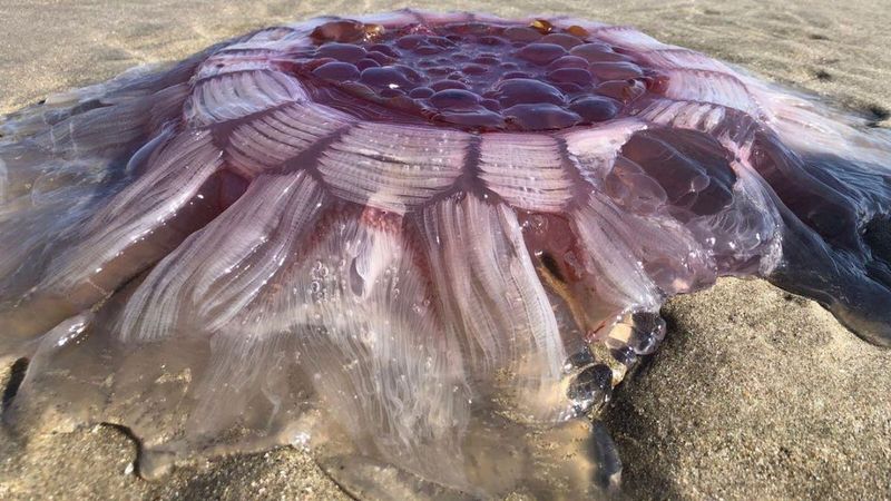 Virginia - The Giant Purple Jellyfish