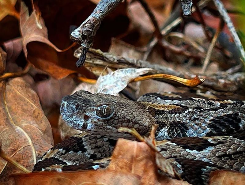 Virginia - Timber Rattlesnake