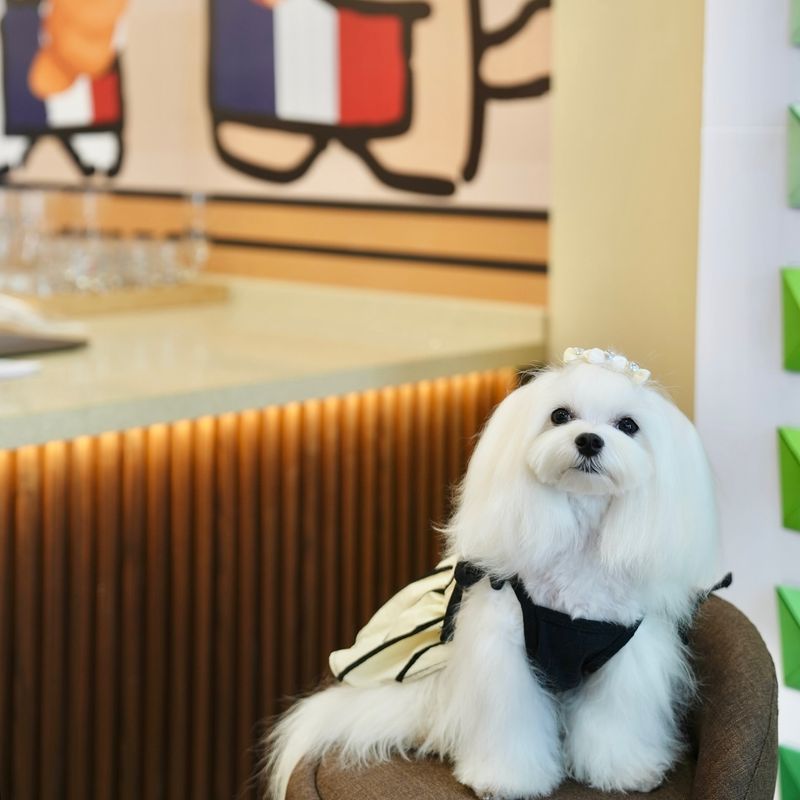 Visit a Pet-Friendly Café