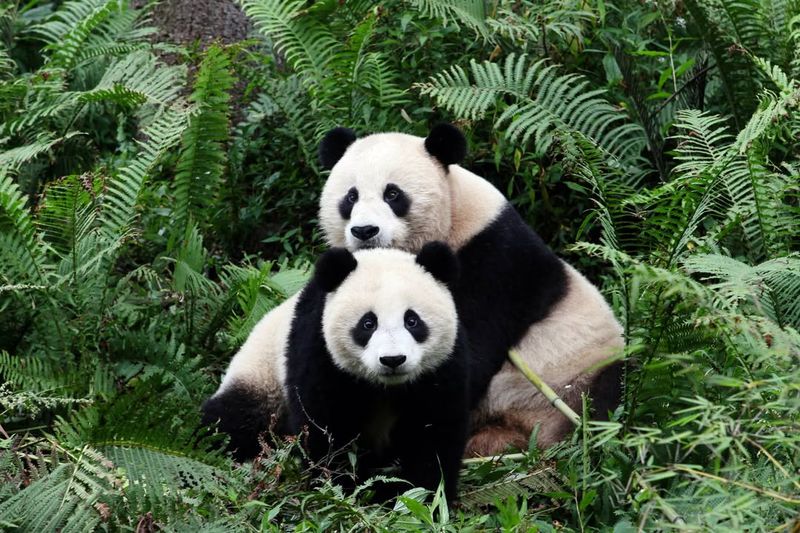 Visiting Panda Sanctuaries In Chengdu, China