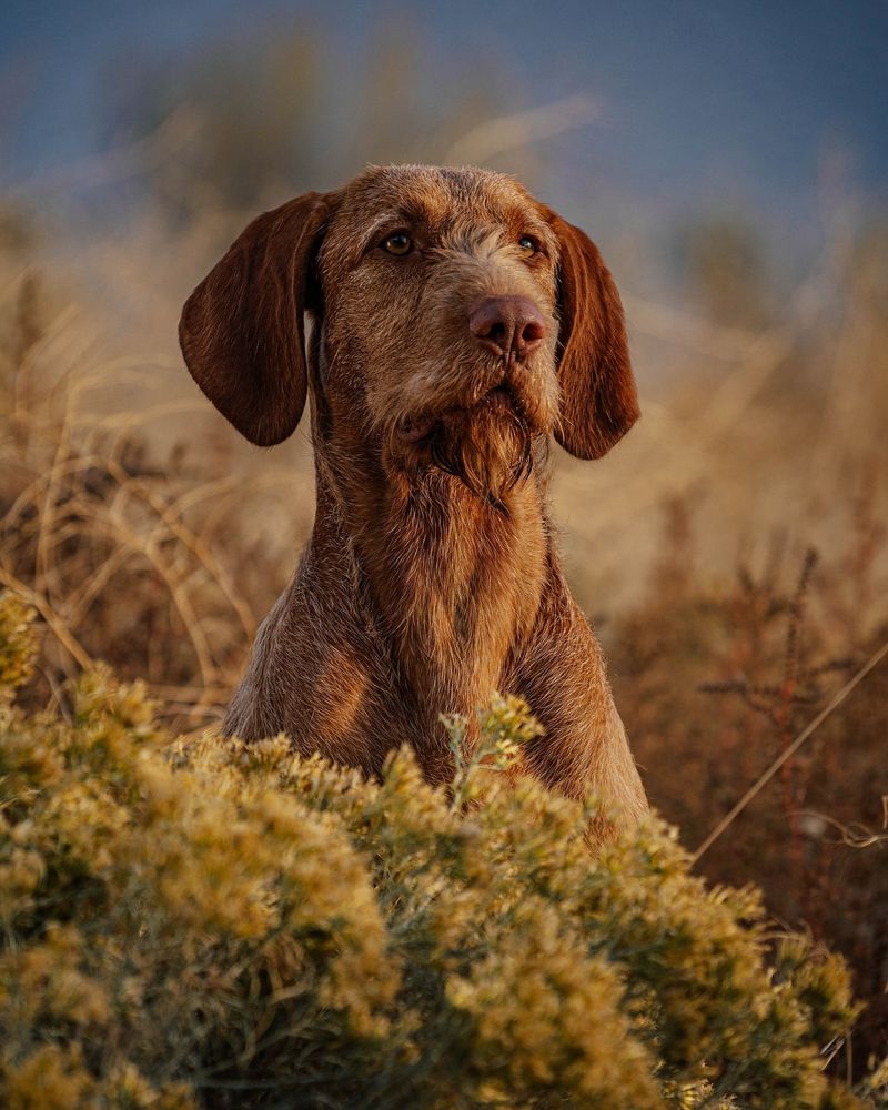 Vizsla