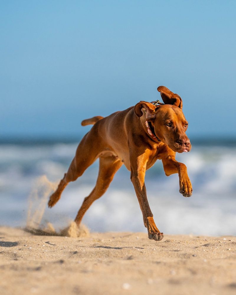 Vizsla