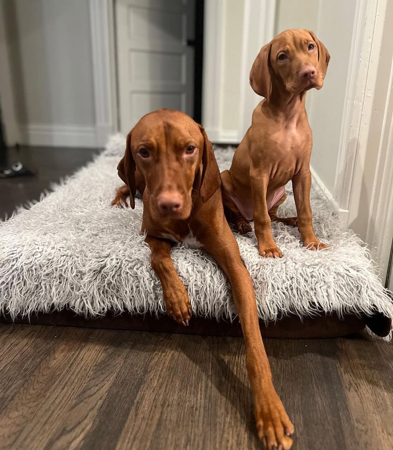 Vizsla