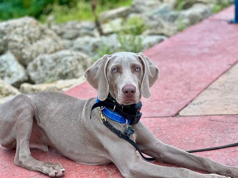 Weimaraner