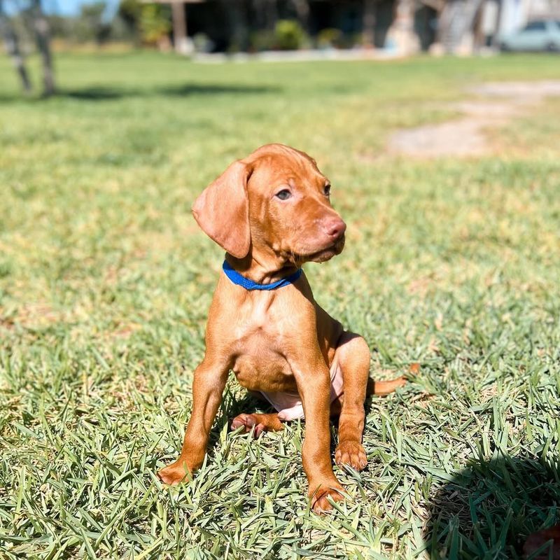 Vizsla Puppy