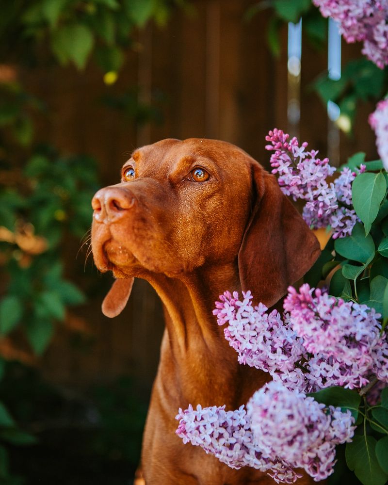 Vizsla