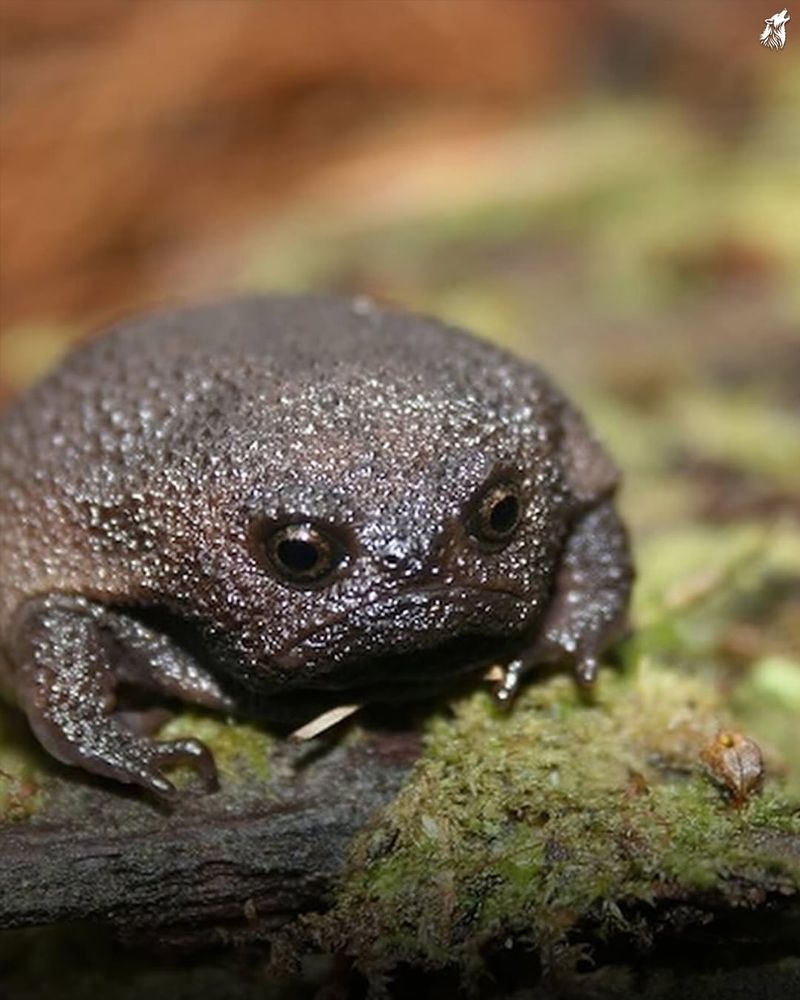 Volcanic Ash Frog