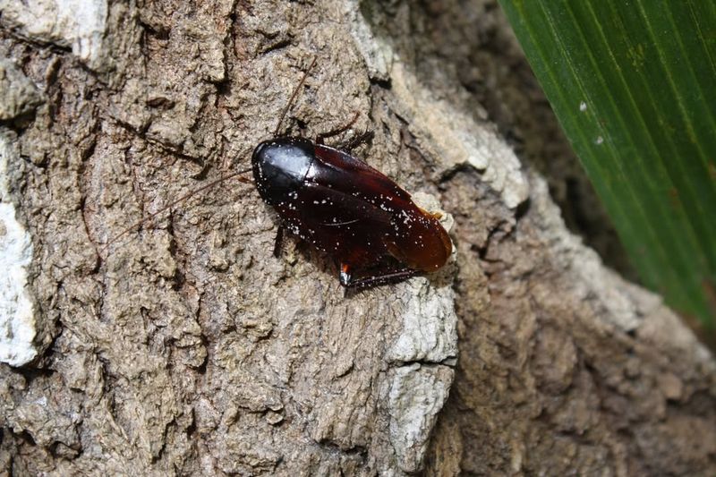 Volcanic Cockroaches