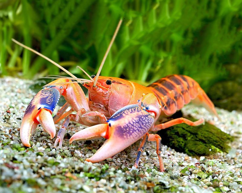 Volcanic Crayfish