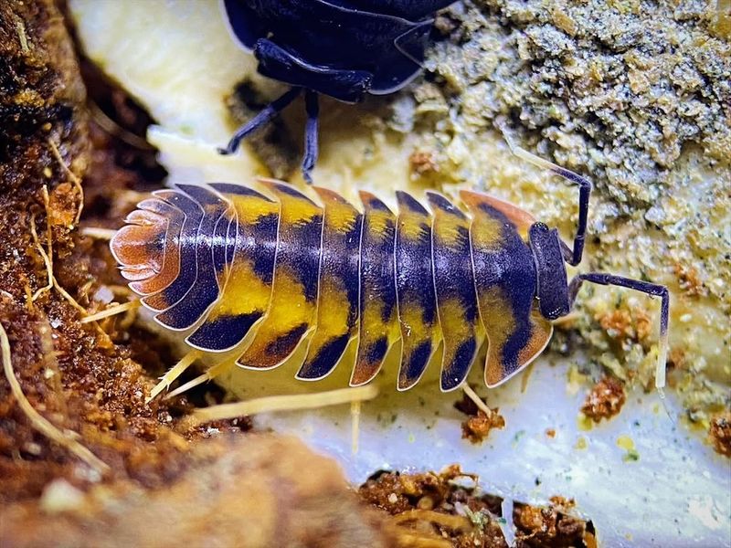 Volcanic Isopods