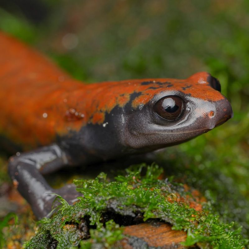 Volcanic Salamanders