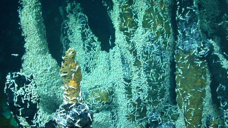 Volcanic Vent Shrimp