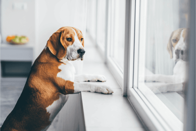 Waiting by the Window