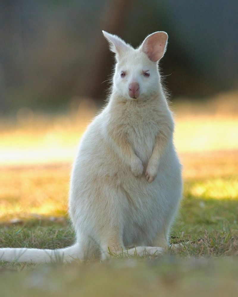 Wallaby