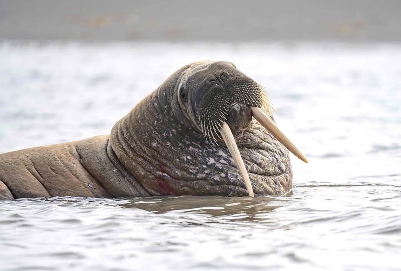 Walrus