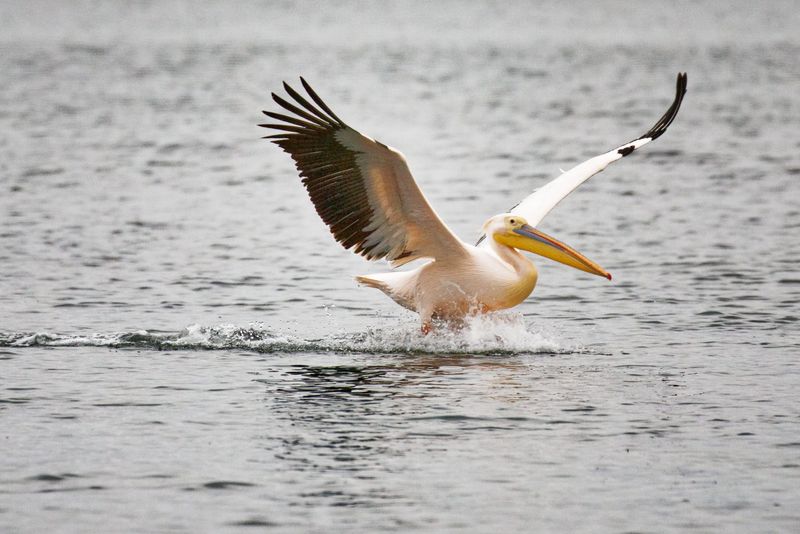 Great White Pelican