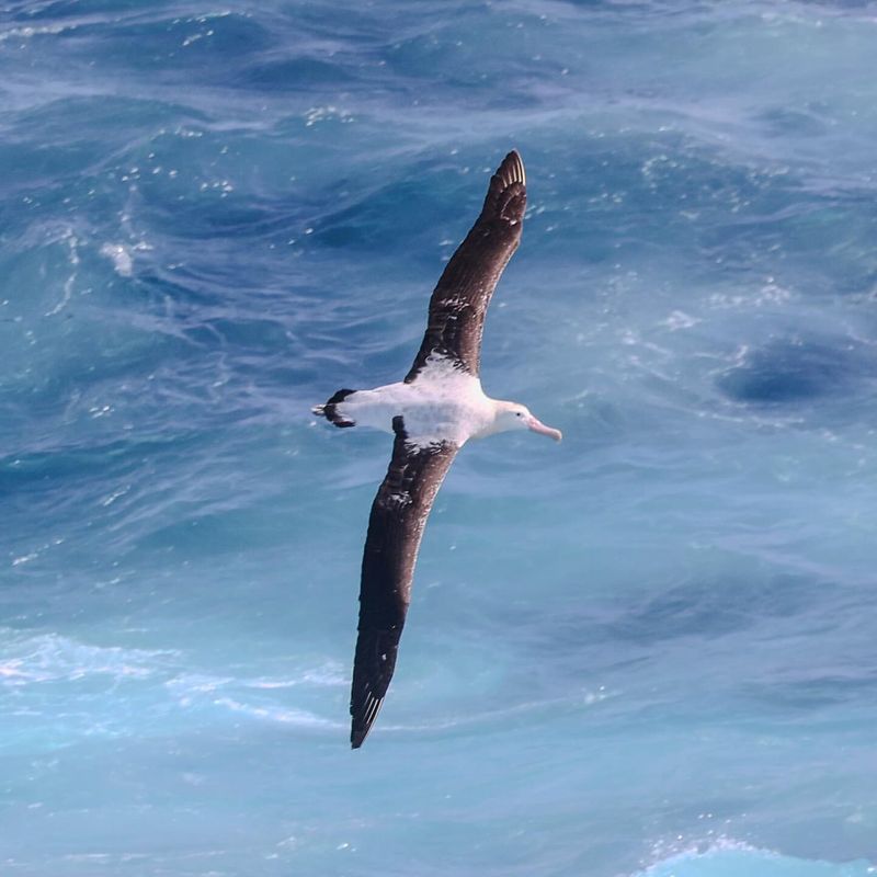 Wandering Albatross