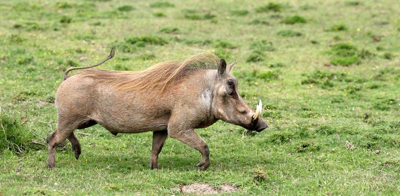 Warthog