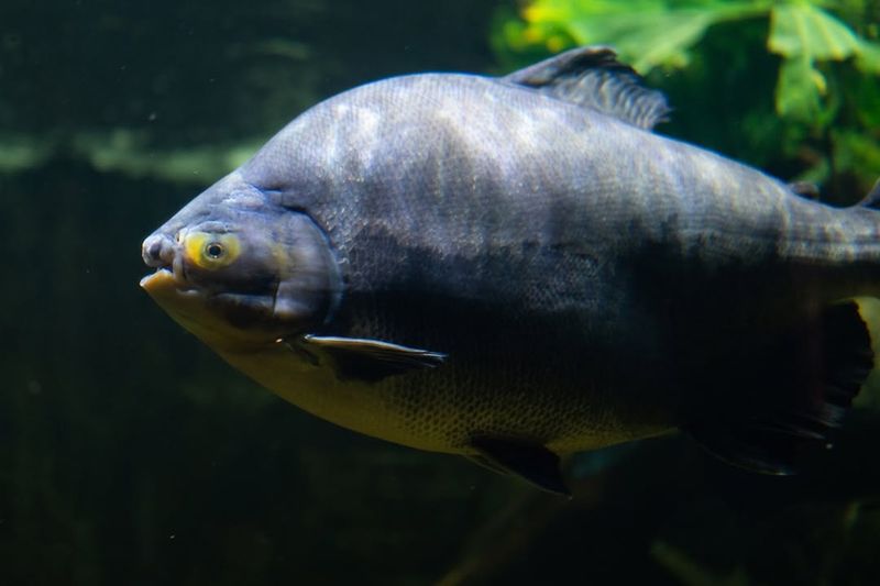 Pacu Fish