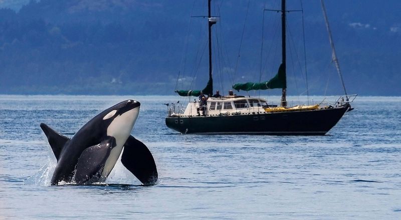 Washington's Orca Whale