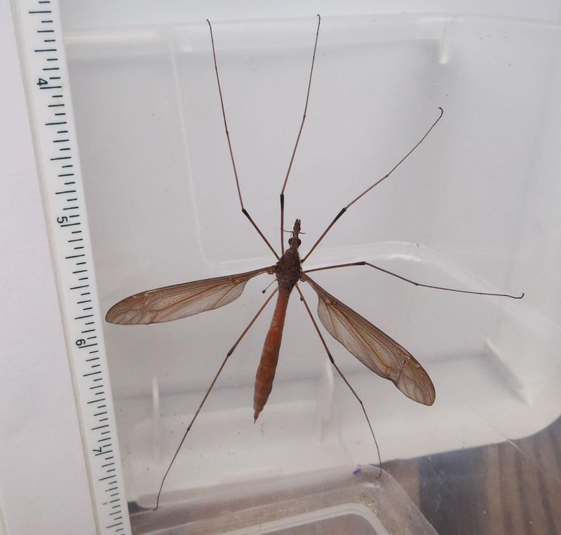 Washington's Giant Crane Fly