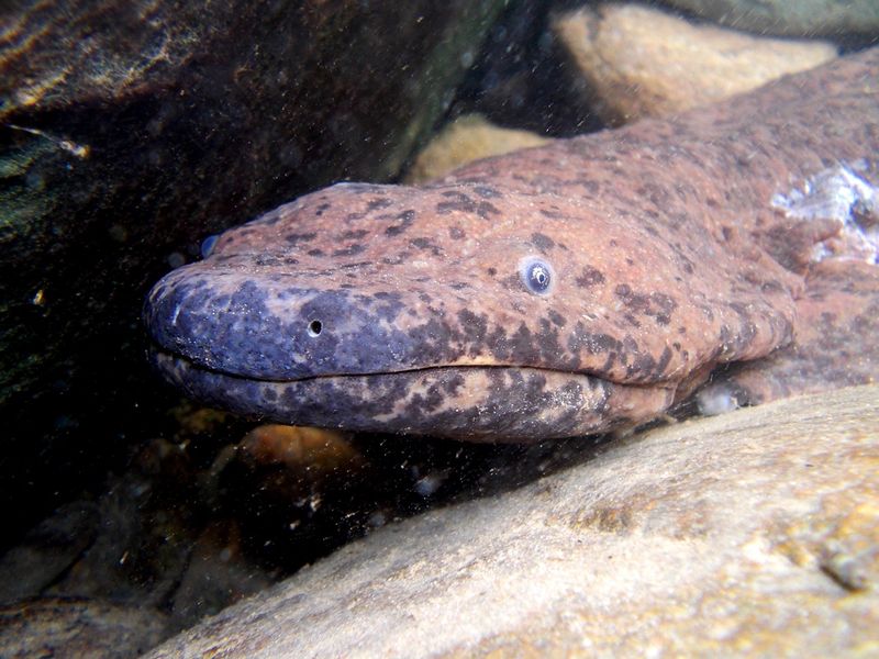 Washington's Woodland Wonder: Coastal Giant Salamander