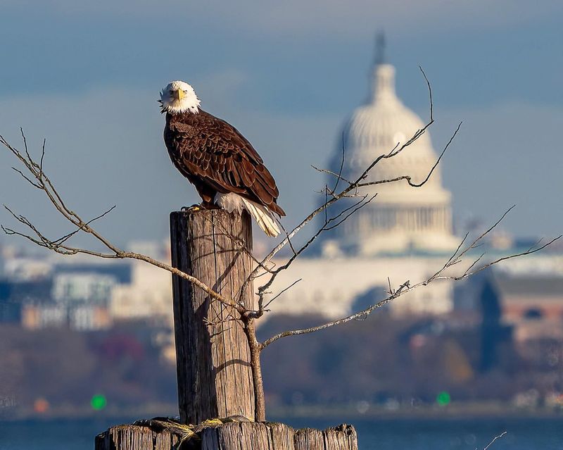 Washington Cascades Eagle