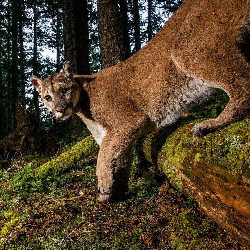 Washington - Cougar