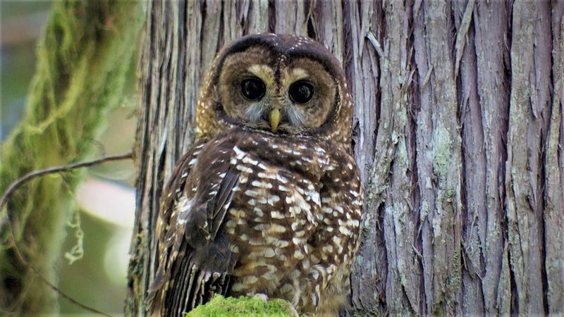 Washington - Northern Spotted Owl