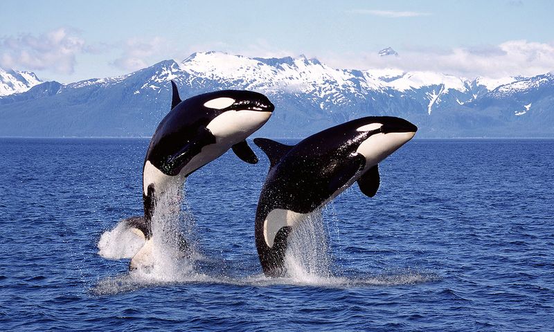 Washington - Orca