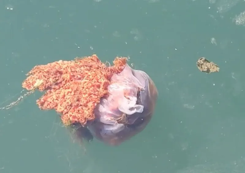 Washington - The Impressive Lion's Mane Jellyfish