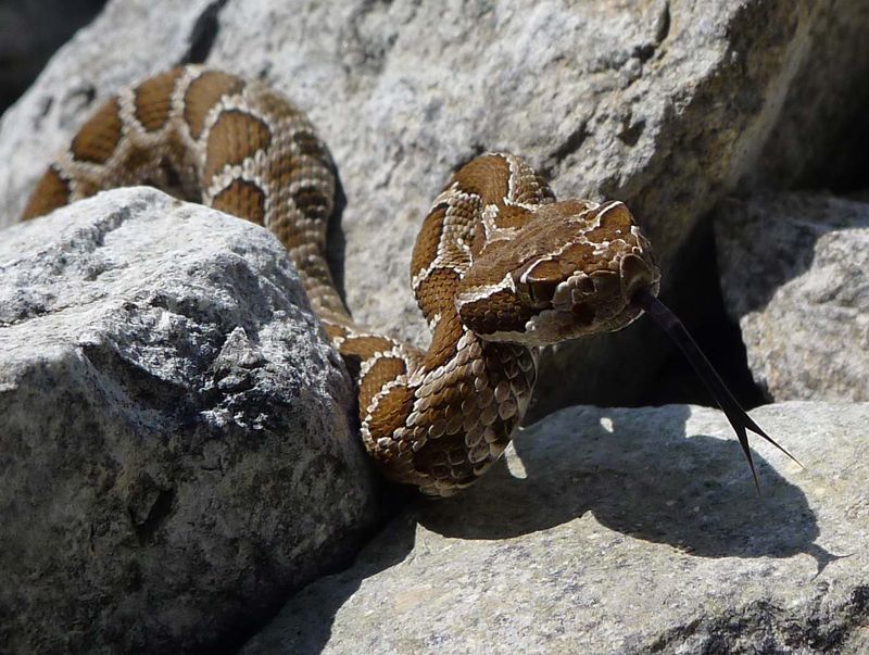 Washington - Western Rattlesnake