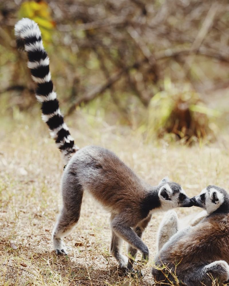 Watching Ring-Tailed Lemurs In Madagascar