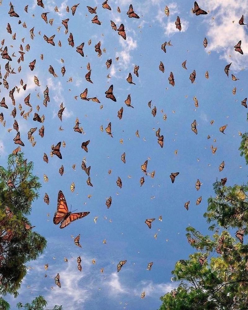 Watching The Monarch Butterfly Migration In Mexico