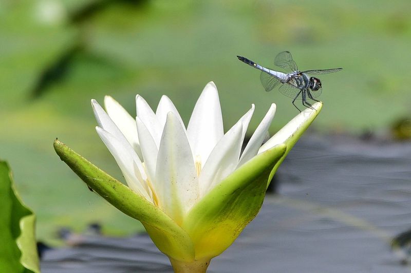 Water Lilies