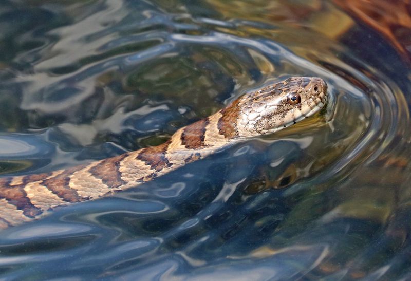 Water Moccasin