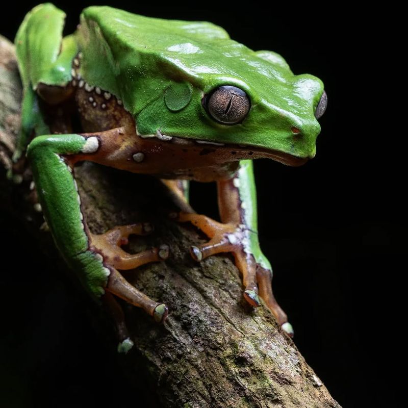 Waxy Monkey Tree Frog