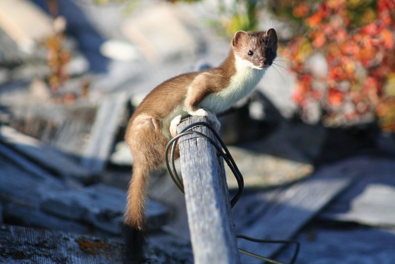 Weasel