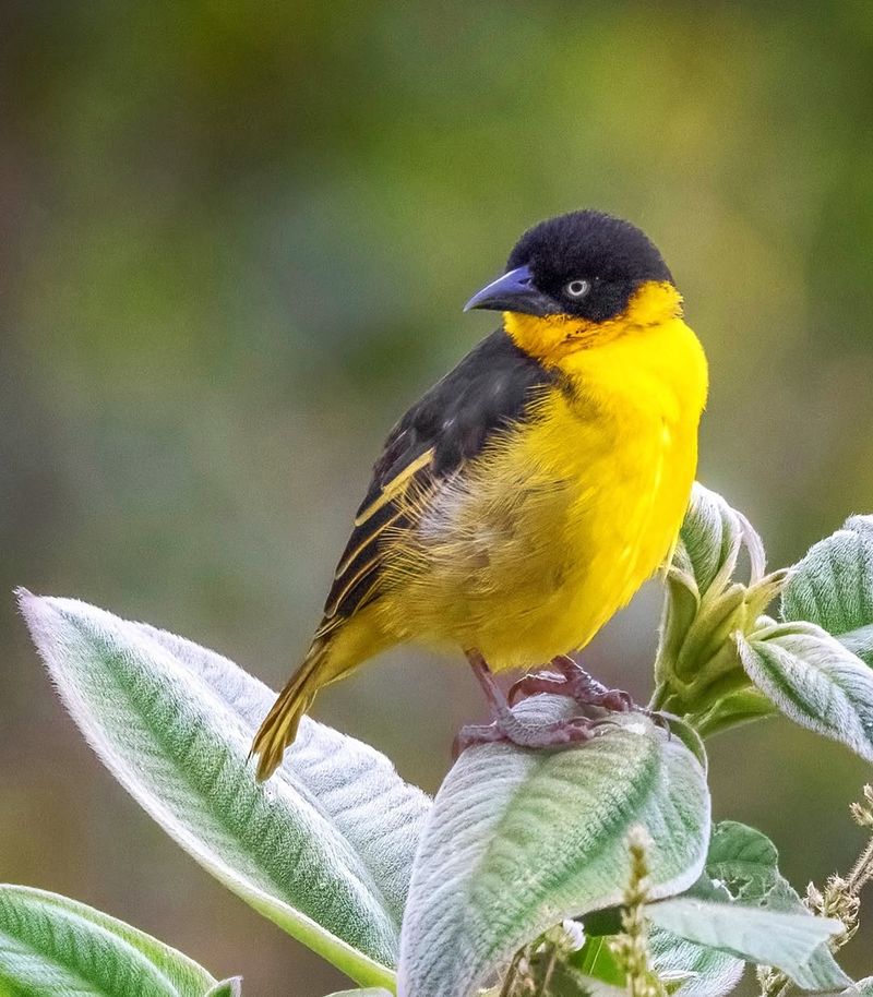 Weaver Birds