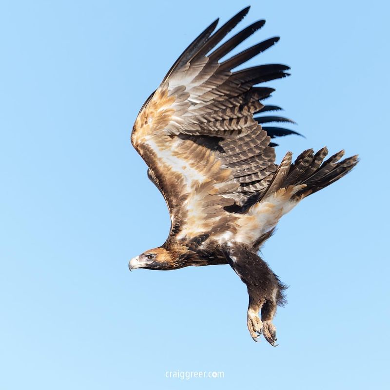 Wedge-tailed Eagle