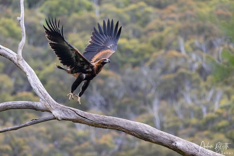 Wedge-tailed Eagle