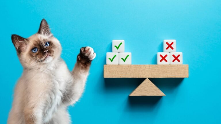 Weigh These 5 Pros And Cons Before Getting A Siamese Cat