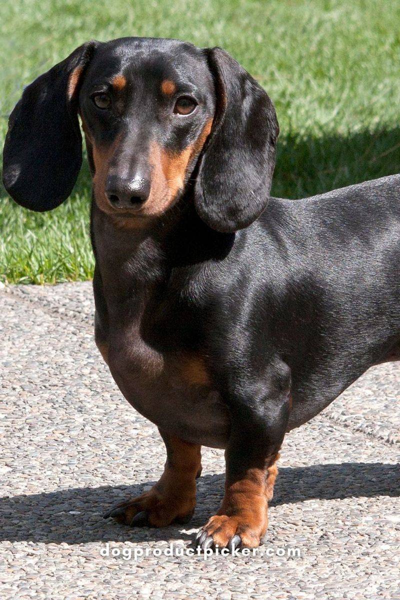 Dachshund