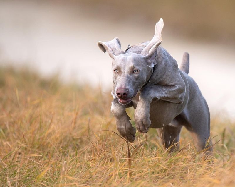 Weimaraner