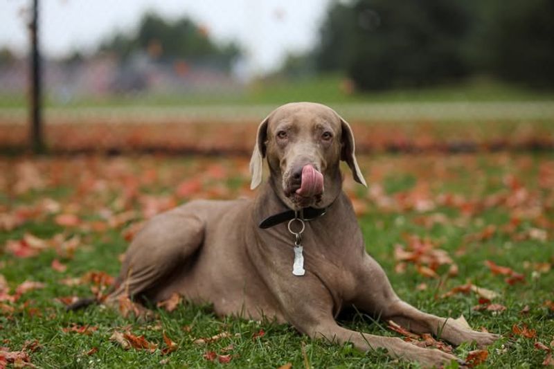 Weimaraner