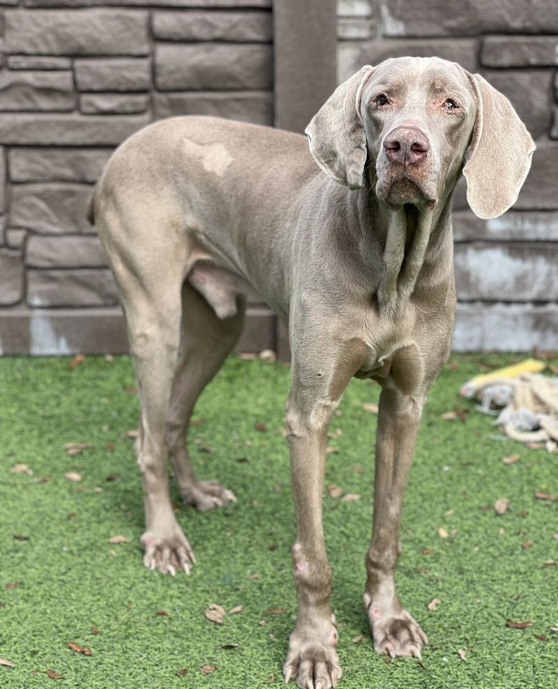 Weimaraner