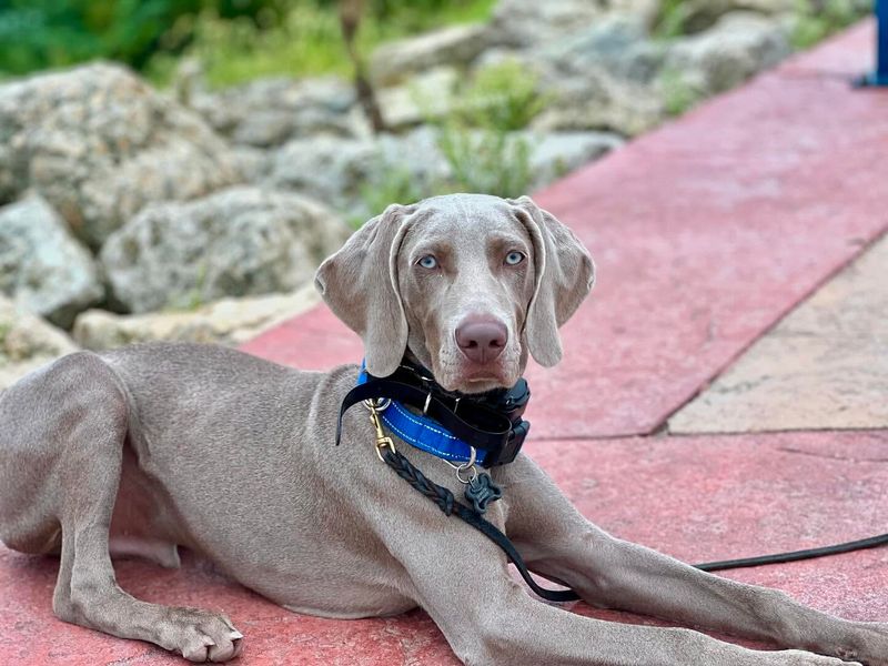 Weimaraner