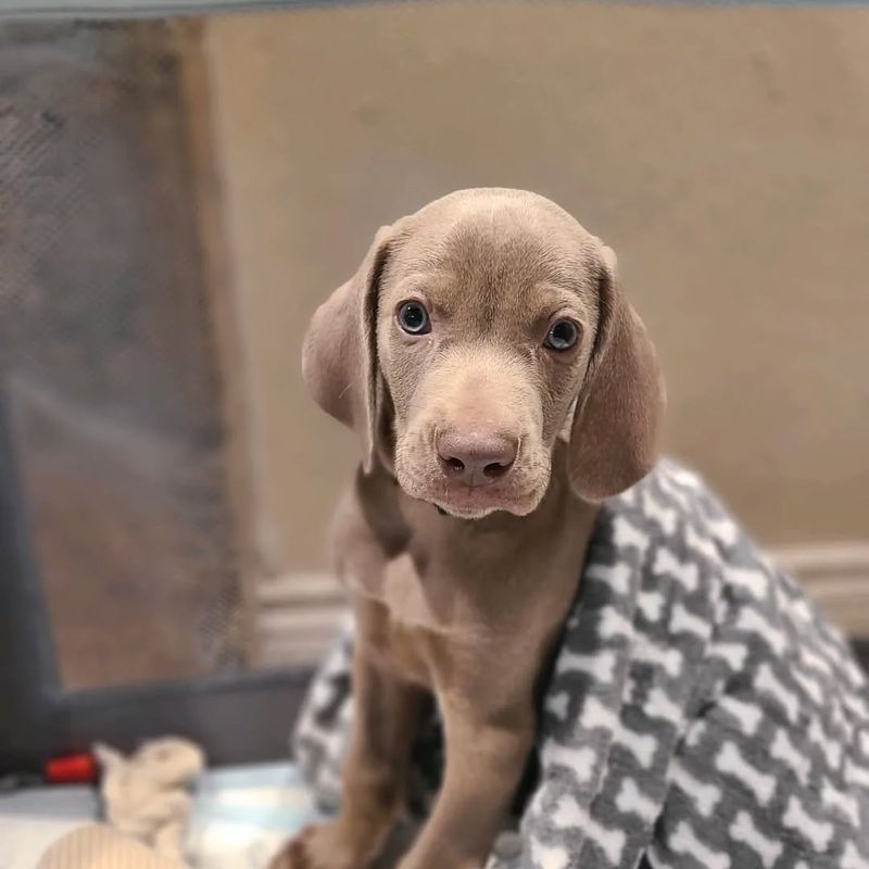 Weimaraner Puppy