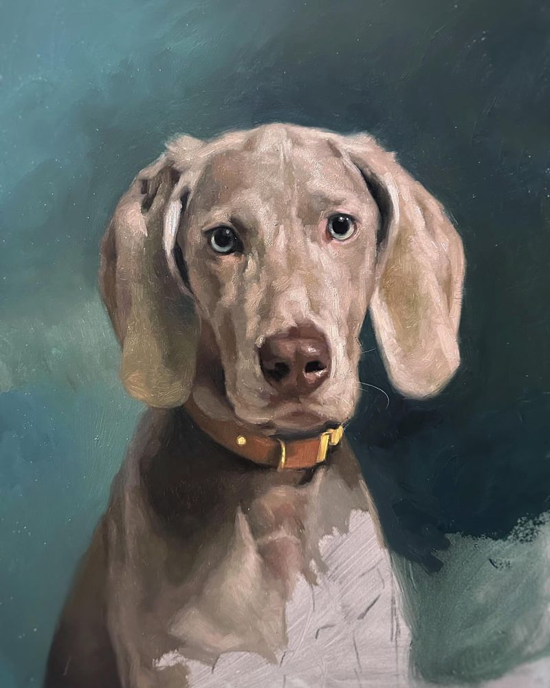 Weimaraner